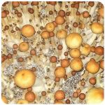 Псилоцибиновые (галлюциногенные)  грибы Psilocybin "Golden Teacher" в Аниве