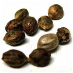 Семена марихуаны АК-47  (Seeds AK-47) в Аниве